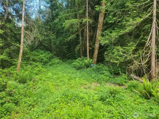 Looking South towards Buffer area