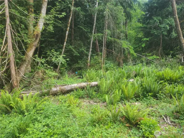 Looking East toward Buffer