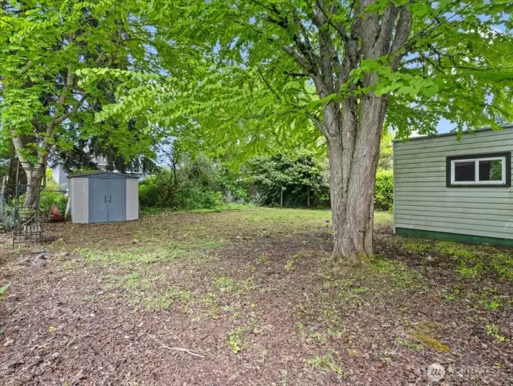 Backyard, trees, fenced