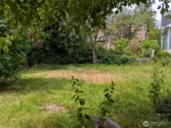 Back yard