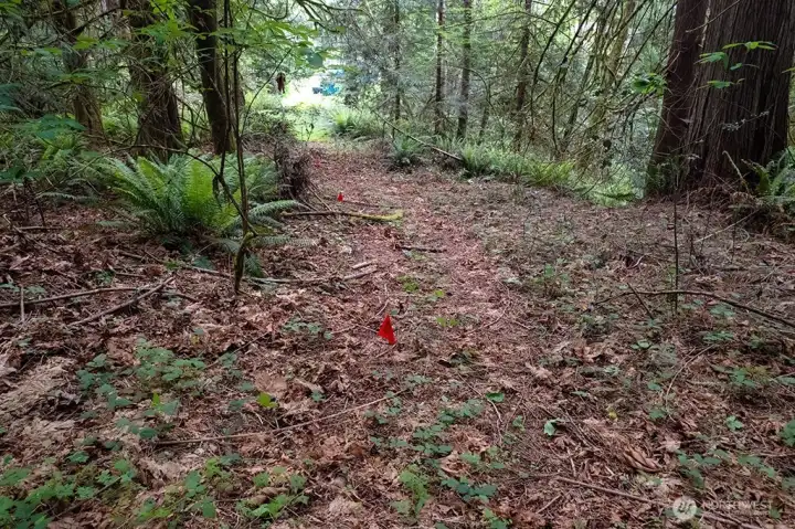Secondary trail, looking back towards the road. Red flags locate underground power. Secondary trail, looking back towards the road. Red flags locate underground power.