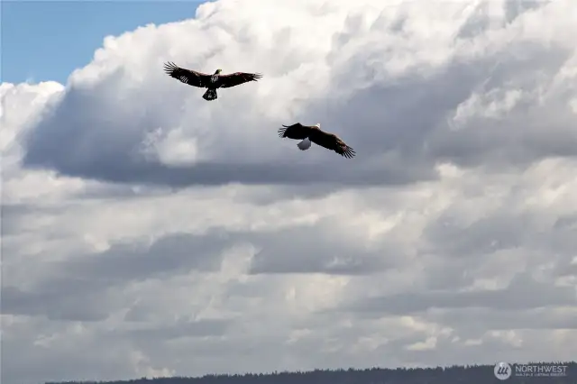 Eagles flying above
