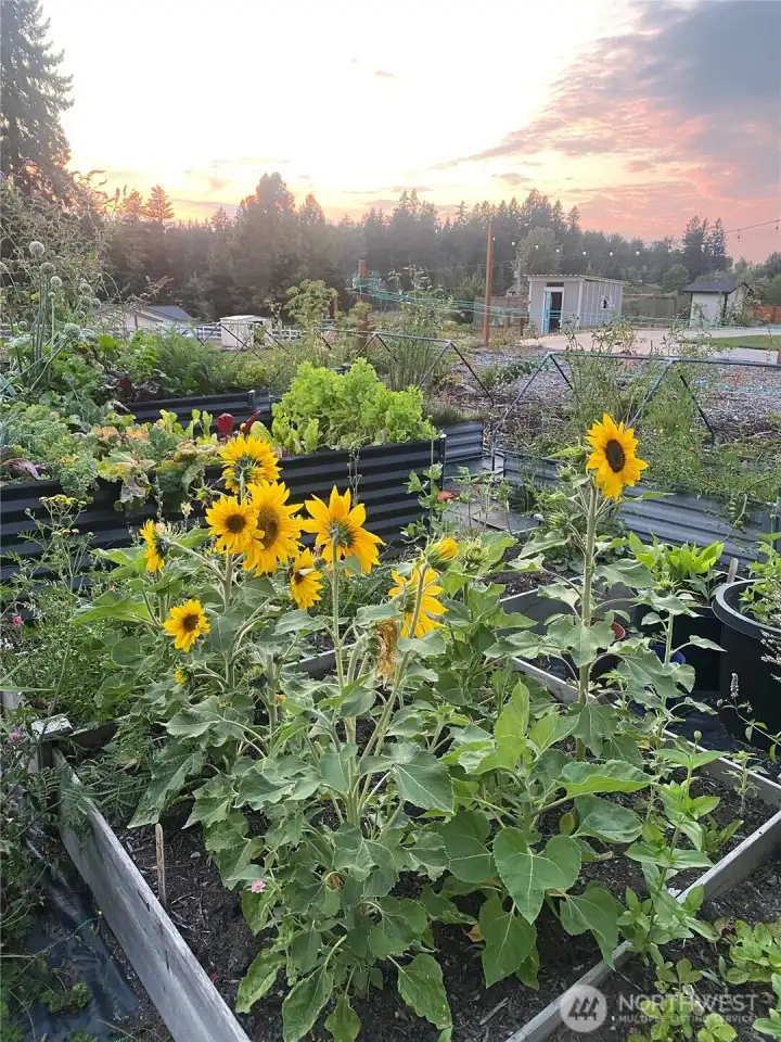 Berry patch, herb garden and raised beds in the backyard. A honeybee’s paradise.
