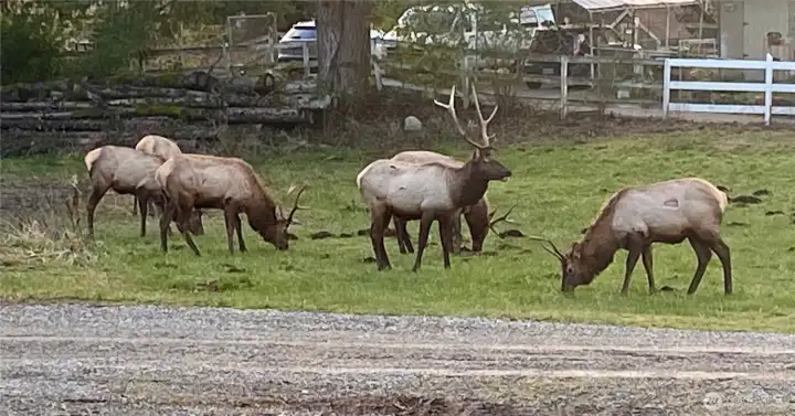 Robust wildlife population. Large herd of elk (although in city limits- so no shooting), deer, coyotes, raccoons, possums, eagles, hawks, owls, blue jays and flocks of songbirds.