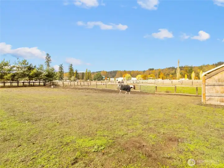 1 of 5 fully fenced pastures