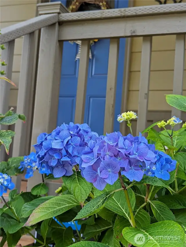 Plants bloom beautifully in spring and summer.
