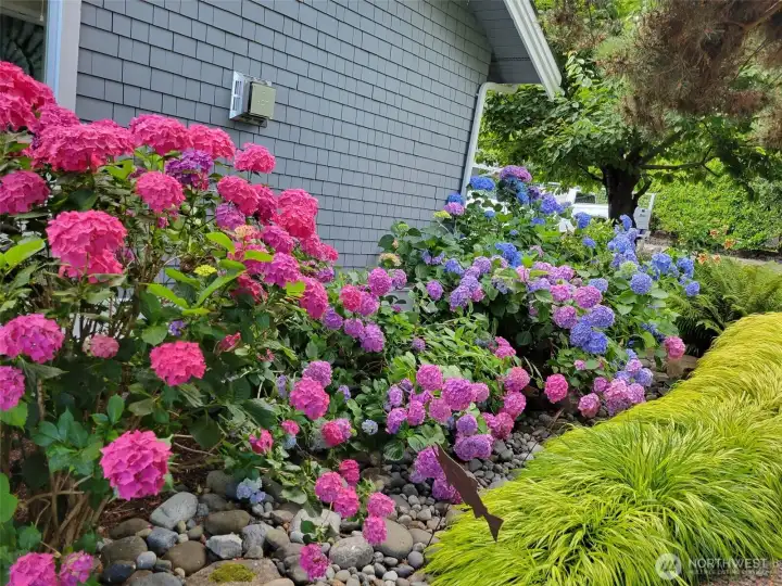 Mature landscaping in Spring/Summer