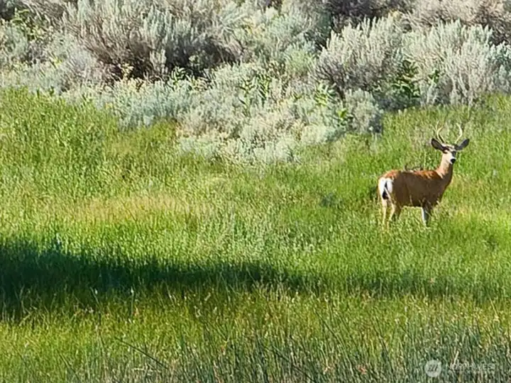 Abundant deer and wildlife.
