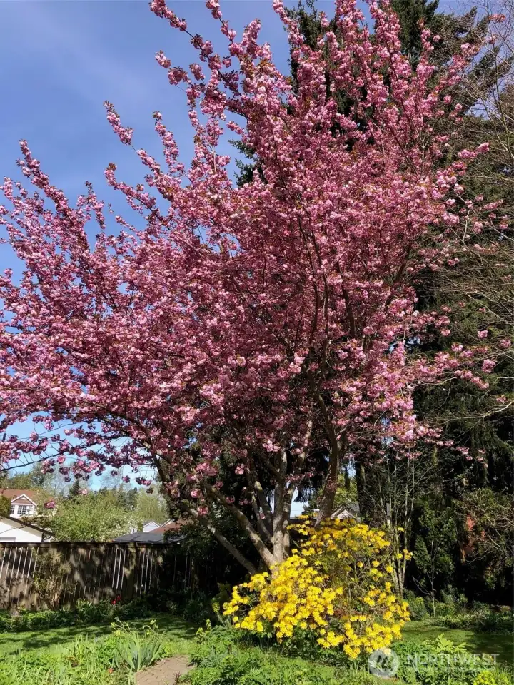 Photos taken at the end of April when tree in full bloom