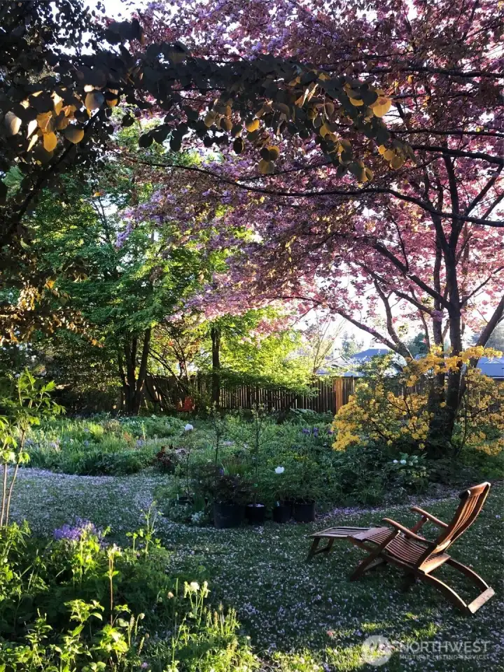 Photo taken at the end of April when the tree was in full bloom