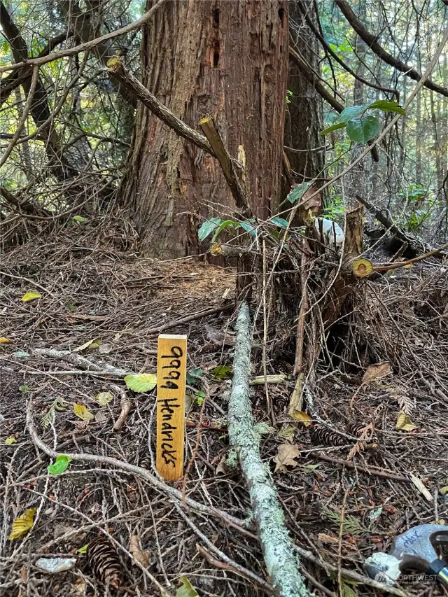 Right off 49th street, left on what will be Hendricks street - also known as Cappy's trails, walk up from 49th street entrance. Marker 1 right off trail