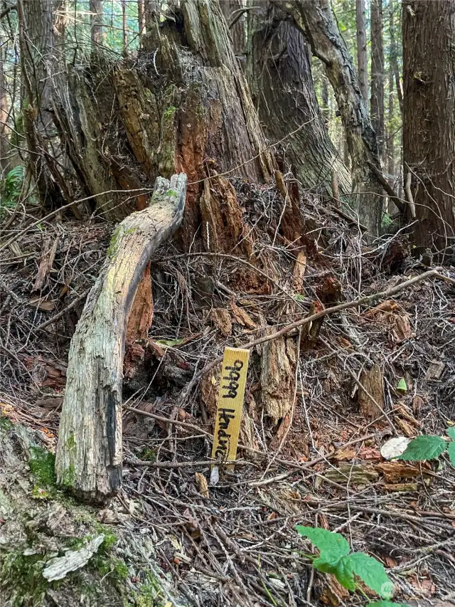 Marker 2 off what would be 44th street, continued well traveled Cappy's trails