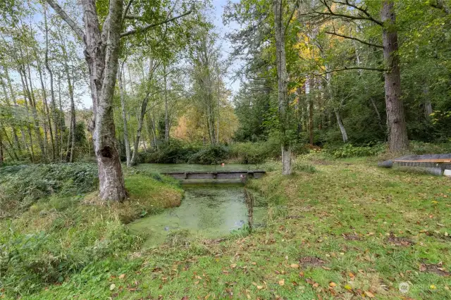 Pond down by the road