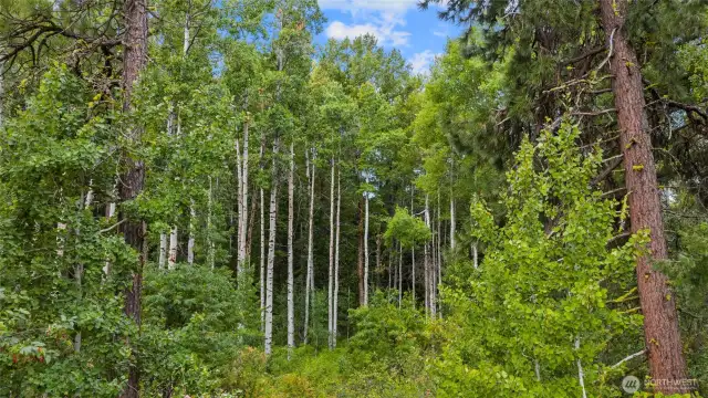 Beautiful Aspen Groves on the property.
