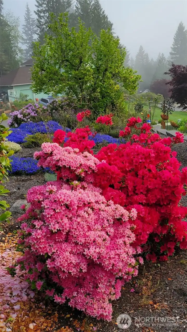 Gorgeous colors already in your yard! Gorgeous colors already in your yard!