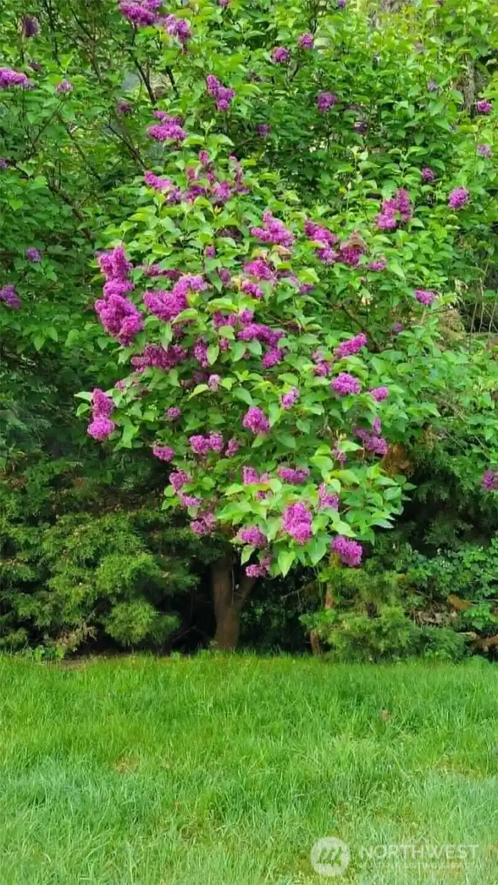 Lilacs line the back yard! Lilacs line the back yard!