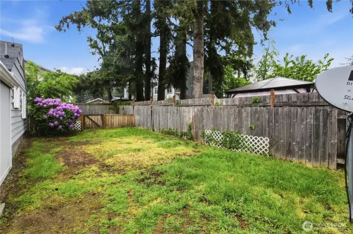 Back yard