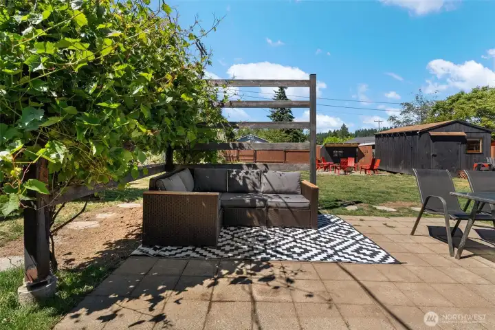 backyard patio with matured grape vines the grapes start to come in late July / August