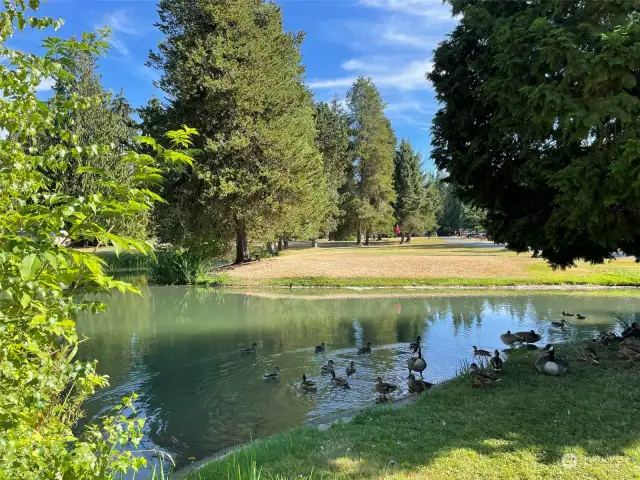 Pond