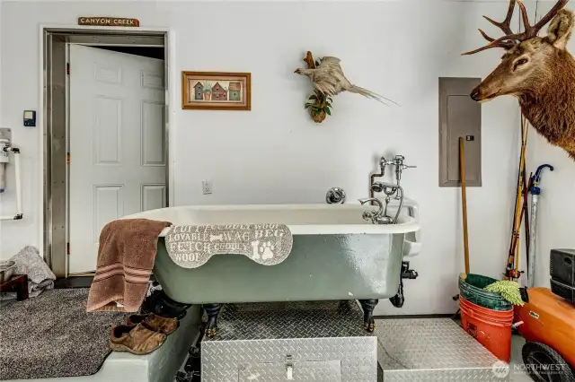 Dog Washing Station