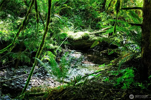 Creek with Seasonal Salmon