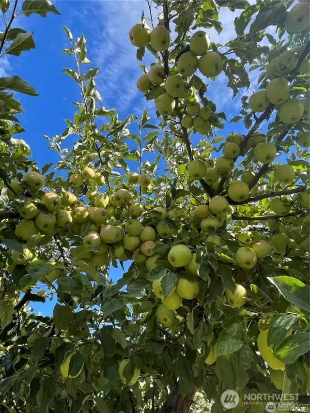 Apples trees line the drive way to welcome you home.