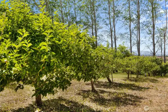 Plenty of Fruit Trees