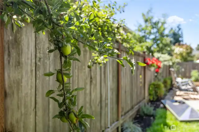 Your own apple tree