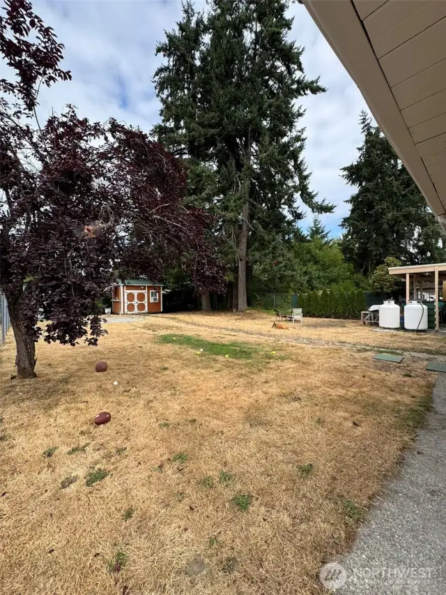 Backyard