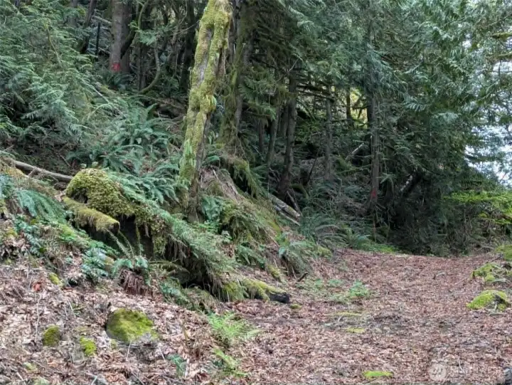 After the first chain across the road you will see an undeveloped road to your right, walk it to find the lower survey markers (red paint on the trees)