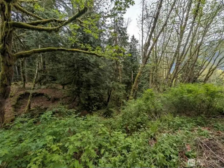 West Side of the property from the road going to Barkley Lake Hiking Trail