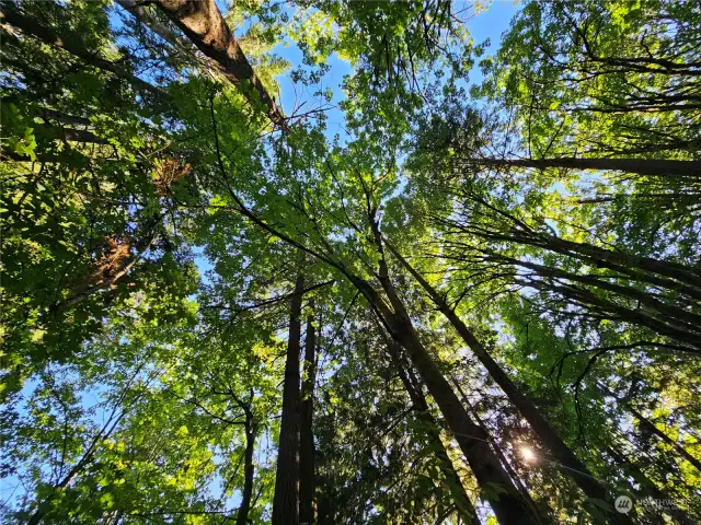 TREES ON LOT-EAST SIDE OFF 58TH AVE NW