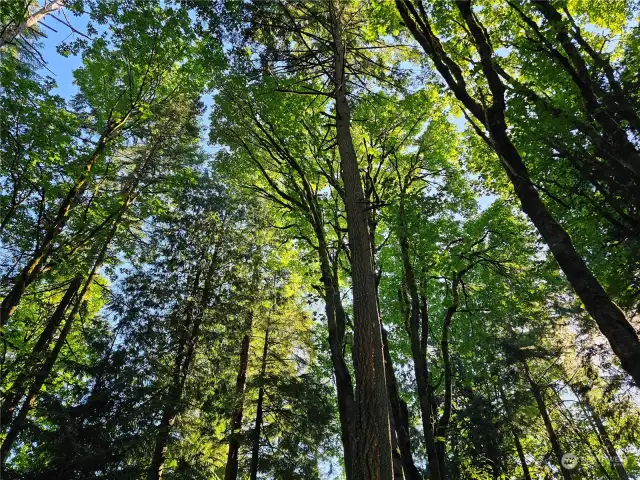 TREES ON LOT-EASTEAST SIDE OFF 58TH AVE NW