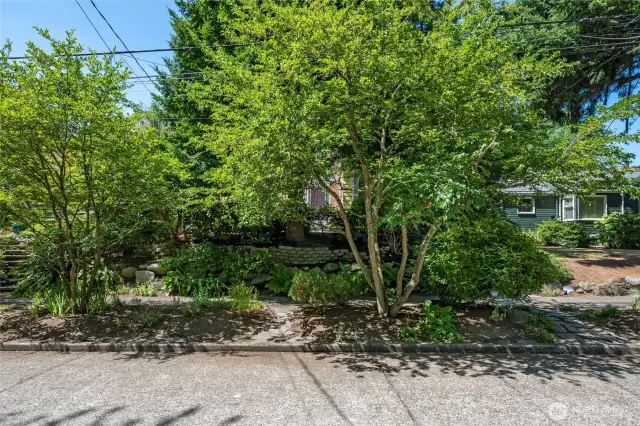 The street has a grand canopy of established trees, creating an enchanted approach.