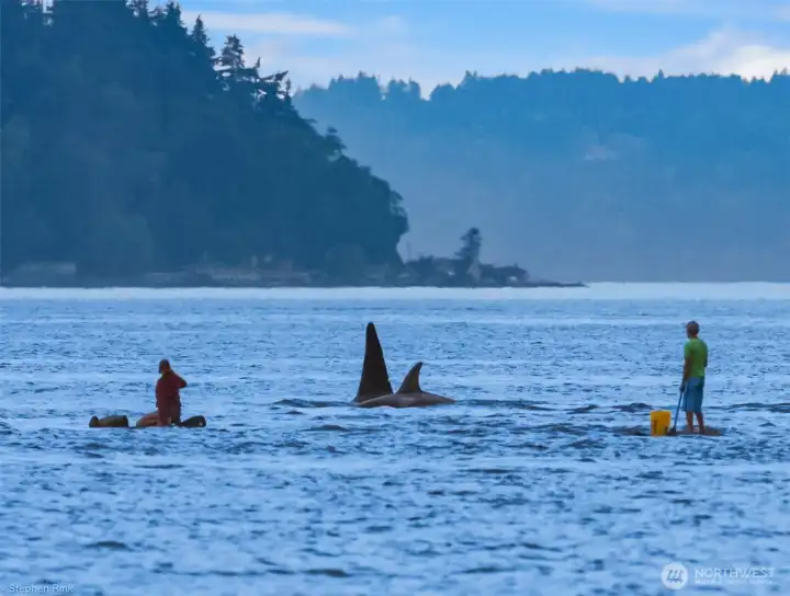 Look who is in your front yard!