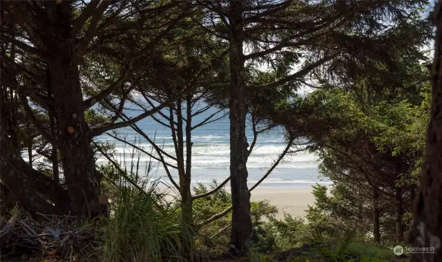 The View through the trees.