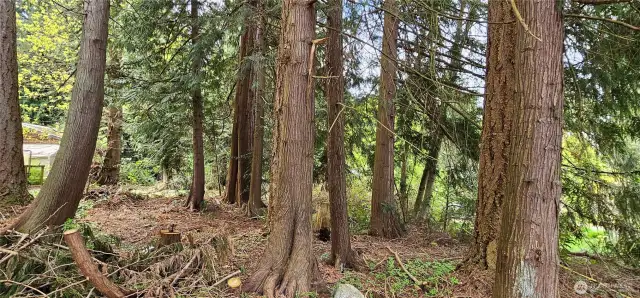Cedar trees