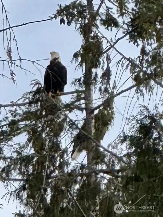 Nesting Bald Eagles out the window