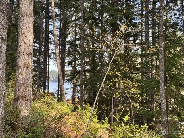 Lake view through the trees on the property.