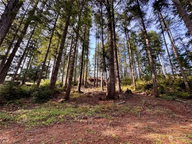 Lightly treed and slopes toward the water.