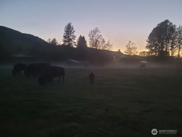 Foggy morning Bison