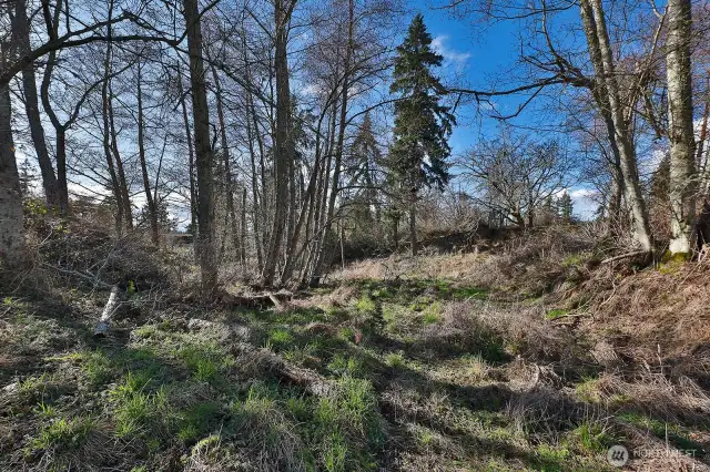 Follow the roughed out trails that start in the southeast part of the lot, along the southern boundary line to the forested part of the property.