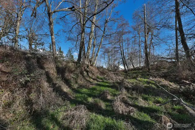 Looking back at the trail that leads from the southeasterly part of the property.