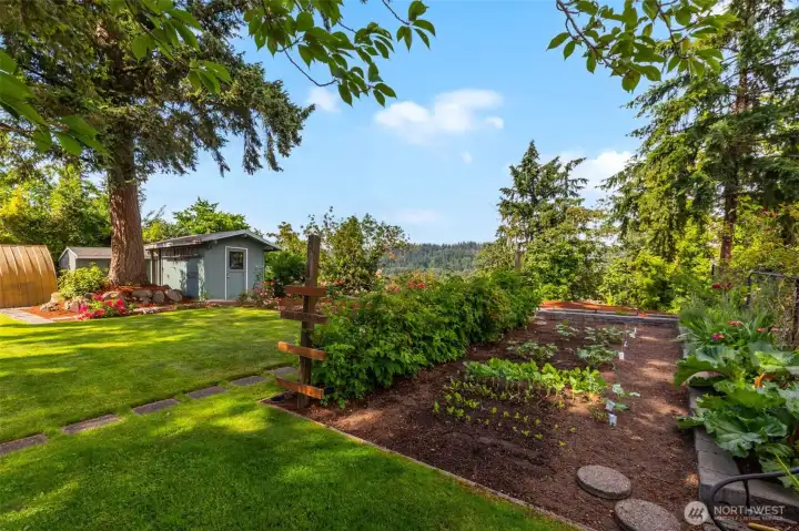 Vegetable and berry garden