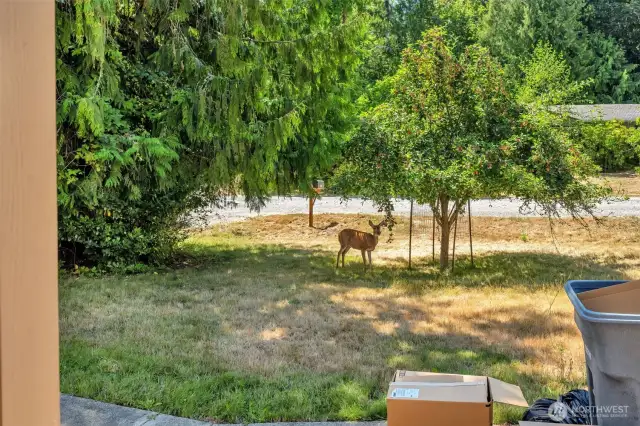 Deer in the front yard!