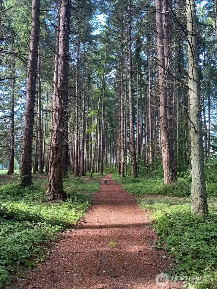 Trails on the golf course