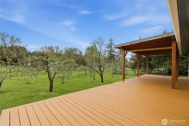 Back deck looking at the fruit trees.