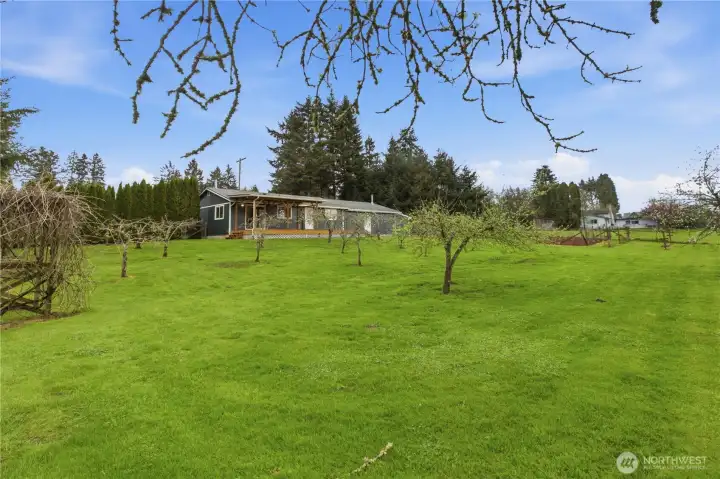 Apple and pear orchard in the back yard