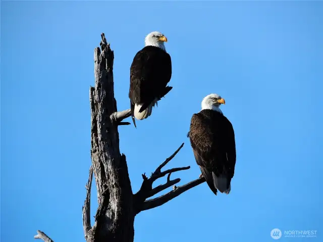 abundant wildlife