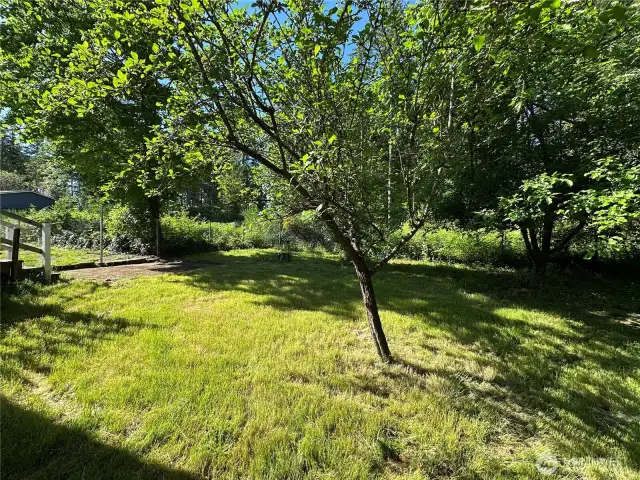 Fruit trees in the side yard